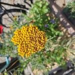 Achillea ageratum Цветок