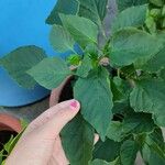 Capsicum frutescens Leaf