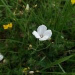 Linum tenuifolium Květ