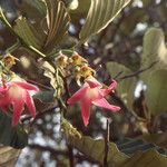 Dipterocarpus obtusifolius Virág