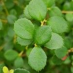 Myrsine africana Likasa