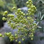 Ceanothus leucodermis Fruto