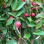 Cornus kousa Fruto