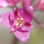 Allium crispum Blomma