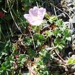 Geranium cinereum आदत