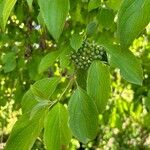 Cornus amomum Плід