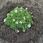 Saxifraga muscoides Fula