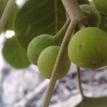 أنواع غير معروفةFruit