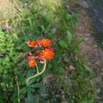 Pilosella aurantiaca Flower