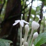 Psychotria pancheri Blüte