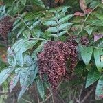 Rhus copallinum फल