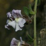 Chaenorhinum villosum 花