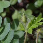 Kallstroemia grandiflora Çiçek