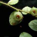 Gaultheria nummularioides Агульны выгляд