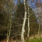 Juglans regia Habitat