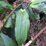 Calanthe sylvatica Leaf
