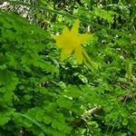 Aquilegia chrysantha Blüte