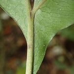 Bolbitis auriculata Leaf