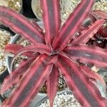 Cryptanthus bivittatus Vekstform