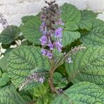 Plectranthus fruticosus Blüte