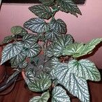 Begonia maculata Leaf