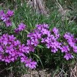 Phlox amoena Hàbitat