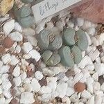 Lithops localis Leaf