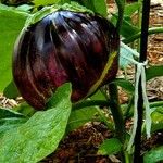 Solanum melongena Fruit