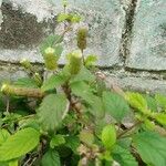 Phyla scaberrima Hoja