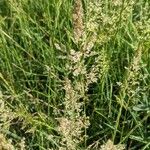 Agrostis gigantea Flower