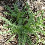 Carlina hispanica बार्क (छाल)