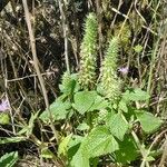 Teucrium lamiifolium Flower