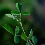 Crotalaria pallida ഇല