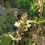 Adenodolichos paniculatus Flower