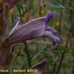 Phelipanche arenaria Virág
