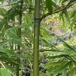 Phyllostachys nigra Corteccia