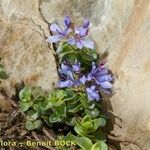 Veronica nummularia その他の提案