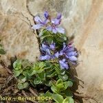 Veronica nummularia Other