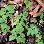 Aegopodium podagraria Leaf