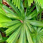 Licuala spinosa Leaf