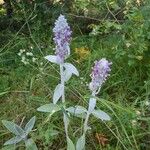 Stachys byzantinaKukka