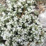 Arenaria erinacea Flower