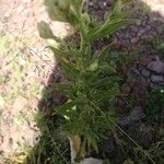 Pseudognaphalium californicum Leaf