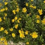 Euryops pectinatus Flower