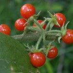 Solanum jamaicense Frutto