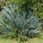 Encephalartos lehmannii Hoja
