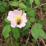 Rosa canina Flower