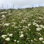 Stevia ovata Elinympäristö