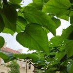 Catalpa ovataFeuille