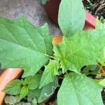 Datura stramonium Leaf
